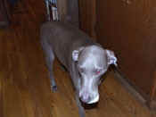 Gracey Lost Weimaraner